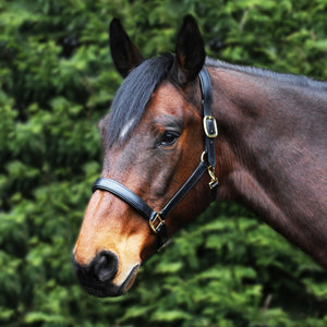 Gallop Padded Leather Headcollar